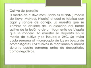 •   Cultivo del parasito
    El medio de cultivo mas usado es el NNN ) medio
    de Novy, McNeal, Nicolle) el cual se fabrica con
    agar y sangre de conejo. La muestra que se
    siembra se obtiene de un aspirado del borde
    activo de la lesión o de un fragmento de biopsia
    que se macera. La muestra se deposita en le
    medio de cultivo y se incuba a 26C. Se revisa
    cada semana al microscopio de luz en busca de
    promastigotes. Los cultivos se mantienen al menos
    durante cuatro semanas antes de descartarlos
    como negativos.
 