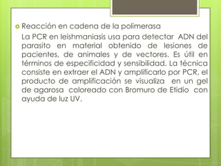  Reacción en cadena de la polimerasa
 La PCR en leishmaniasis usa para detectar ADN del
 parasito en material obtenido de lesiones de
 pacientes, de animales y de vectores. Es útil en
 términos de especificidad y sensibilidad. La técnica
 consiste en extraer el ADN y amplificarlo por PCR, el
 producto de amplificación se visualiza en un gel
 de agarosa coloreado con Bromuro de Etidio con
 ayuda de luz UV.
 