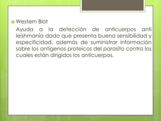  Western Blot
 Ayuda a la detección de anticuerpos anti
 leishmania dado que presenta buena sensibilidad y
 especificidad, además de suministrar información
 sobre los antígenos proteicos del parasito contra los
 cuales están dirigidos los anticuerpos.
 