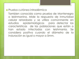  Prueba cutánea intradérmica
 Tambien conocida como prueba de Montenegro
 o leishmanina. Mide la respuesta de inmunidad
 celular retardada y se utiliza comúnmente en
 estudios    epidemiológicos    para detectar las
 características de las poblaciones que están o
 han estado infectadas con leishmania. Se
 considera positiva cuando el diámetro de la
 induración es igual o mayor a 5mm.
 