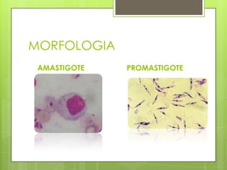 MORFOLOGIA
 AMASTIGOTE   PROMASTIGOTE
 