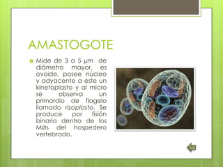 AMASTOGOTE
   Mide de 3 a 5 µm de
    diámetro mayor, es
    ovoide, posee núcleo
    y adyacente a este un
    kinetoplasto y al micro
    se     observa        un
    primordio de flagelo
    llamado rizoplasto. Se
    produce     por   fisión
    binaria dentro de los
    MØs del hospedero
    vertebrado.
 