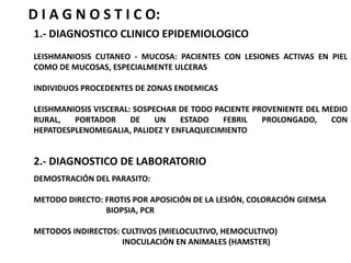 KINETOPLASTO LOCALIZADO EN EL EXTREMO ANTERIOR DEL PARASITO, DE ESTE SALE UN FLAGELO