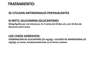 V E C T O R E S:HEMBRA DEL GÉNERO LUTZOMYA