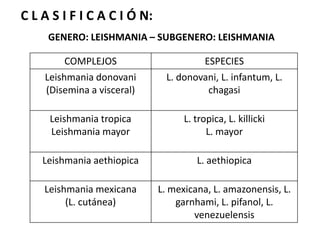 C L A S I F I C A C I Ó N:GENERO: LEISHMANIA – SUBGENERO: LEISHMANIA