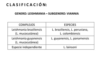 C L A S I F I C A C I Ó N:GENERO: LEISHMANIA – SUBGENERO: VIANNIA