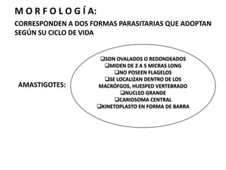 M O R F O L O G Í A:CORRESPONDEN A DOS FORMAS PARASITARIAS QUE ADOPTAN SEGÚN SU CICLO DE VIDASON OVALADOS O REDONDEADOS
