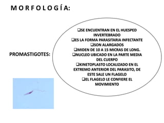 MIDEN DE 2 A 5 MICRAS LONG