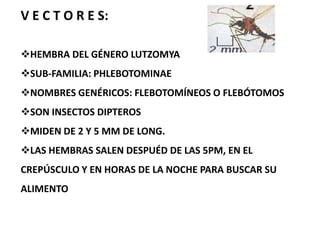 SE LOCALIZAN DENTRO DE LOS MACRÓFGOS, HUESPED VERTEBRADO