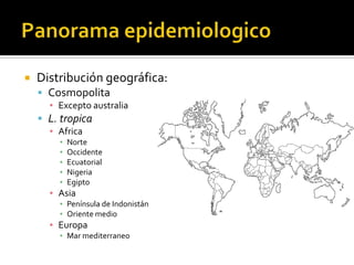 Panorama epidemiologicoDistribución geográfica:CosmopolitaExcepto australiaL. tropica AfricaNorteOccidenteEcuatorialNigeriaEgiptoAsiaPenínsula de IndonistánOriente medioEuropa Mar mediterraneo