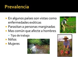PrevalenciaEn algunos países son vistas como enfermedades exóticasParasitan a personas marginadasMas común que afecte a hombresTipo de trabajo NiñosMujeres