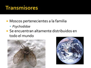 TransmisoresMoscos pertenecientes a la familia PsychodidaeSe encuentran altamente distribuidos en todo el mundo