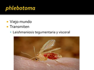 phlebotomaViejo mundoTransmiten Leishmaniosis tegumentaria y visceral