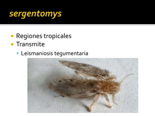 sergentomysRegiones tropicales Transmite Leismaniosis tegumentaria