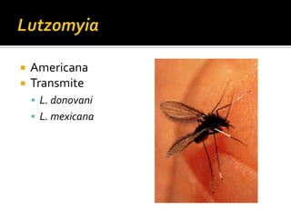 LutzomyiaAmericanaTransmiteL. donovaniL. mexicana