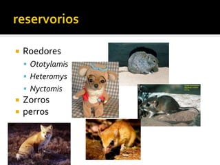 reservoriosRoedores OtotylamisHeteromysNyctomisZorrosperros