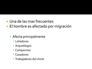 Una de las mas frecuentes El hombre es afectado por migraciónAfecta principalmenteLeñadores ArqueólogosCampesinosCazadoresTrabajadores del chicle