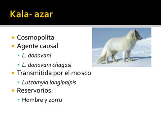 Kala- azarCosmopolitaAgente causalL. donovaniL. donovanichagasiTransmitida por el moscoLutzomyialongipalpisReservorios:Hombre y zorro