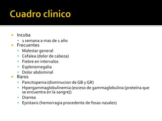 Cuadro clinicoIncuba 1 semana a mas de 1 añoFrecuentes Malestar generalCefalea (dolor de cabeza)Fiebre en intervalosEsplenomegaliaDolor abdominalRarosPancitopenia (disminucion de GB y GR)Hipergammaglobulinemia (exceso de gammaglobulina (proteína que se encuentra en la sangre))DiarreaEpistaxis (hemorragia procedente de fosas nasales)
