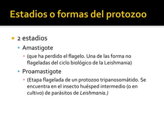 Estadios o formas del protozoo2 estadios Amastigote(que ha perdido el flagelo. Una de las forma no flageladas del ciclo biológico de la Leishmania)Proamastigote(Etapa flagelada de un protozoo tripanosomátido. Se encuentra en el insecto huésped intermedio (o en cultivo) de parásitos de Leishmania.)