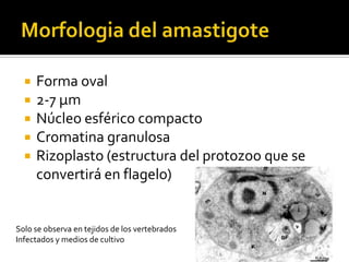 Morfologia del amastigoteForma oval 2-7 μmNúcleo esférico compactoCromatina granulosaRizoplasto (estructura del protozoo que se convertirá en flagelo)Solo se observa en tejidos de los vertebrados Infectados y medios de cultivo