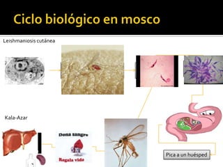 Ciclo biológico en moscoLeishmaniosis cutáneaSe multiplican en el insectoCambian a proamastigotesLos amastigotesestán en la pielTransmisor ingiere directamente de la lesiónKala-AzarAlojan en el proboscis(parte terminal del estomago del mosco)Bazo Hígado Medula óseaSangreTomados por el transmisorPica a un huésped