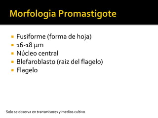 MorfologiaPromastigoteFusiforme (forma de hoja)16-18 μmNúcleo centralBlefaroblasto (raiz del flagelo)FlageloSolo se observa en transmisores y medios cultivo 