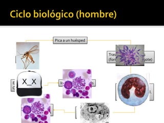 Ciclo biológico (hombre)Pica a un huéspedTrasmite los parasitos(forma de proamastigote)LutzomyiaEstalla la Celula blancoInvade otras celulasPromastigote es digerido por una cel.macrofagaReproduccionPor fision binariaCambia de formaa amstigote