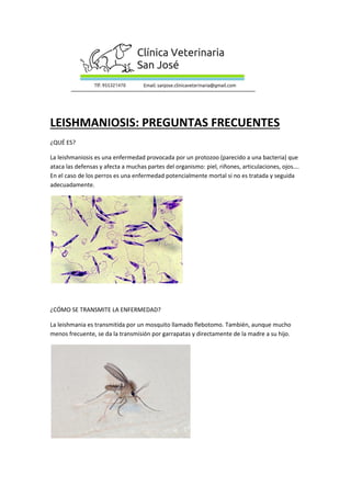 LEISHMANIOSIS: PREGUNTAS FRECUENTES
¿QUÉ ES?
La leishmaniosis es una enfermedad provocada por un protozoo (parecido a una bacteria) que
ataca las defensas y afecta a muchas partes del organismo: piel, riñones, articulaciones, ojos….
En el caso de los perros es una enfermedad potencialmente mortal si no es tratada y seguida
adecuadamente.
¿CÓMO SE TRANSMITE LA ENFERMEDAD?
La leishmania es transmitida por un mosquito llamado flebotomo. También, aunque mucho
menos frecuente, se da la transmisión por garrapatas y directamente de la madre a su hijo.
 