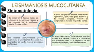 Sintomatología
Se inician en el tabique nasal, se
extienden a los cornetes nasales y
las mucosas de la orofaringe,
paladar (incluye úvula).
Al inicio, se aprecian lesiones inflamatorias,
hiperémicas, granulares, poco dolorosas y
de escaso sangrado. Cuando se
compromete la mucosa del paladar blando.
Las lesiones granulomatosas pueden
evolucionar a ulceraciones. En casos más
avanzados, se puede observar amputación
del tabique
El severo compromiso de la epiglotis, cuerdas
vocales y la tráquea, conlleva a la pérdida de
voz (disfonía), dolor a la deglución de los
alimentos (disfagia), y dificultad respiratoria.
 