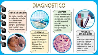 FROTIS DE LESIÓN
CULTIVOS
BIOPSIA
PRUEBAS
SEROLÓGICAS
La mejor muestra es
aquella rica en linfa,
con abundantes
histiocitos y sin
sangre, gérmenes o
que impiden una
buena observación.
Debe hacerse en el
borde de la lesión y
el material obtenido
se utiliza para el
estudio
histopatológico y la
búsqueda del
parásito.
Se puede realizar
a partir del
material obtenido
para el frotis o de
biopsia, los
cultivos deben
mantenerse a
23°C
La
inmunofluorescencia
indirecta y ELISA
son los métodos
más usados para la
detección de
anticuerpos.
 