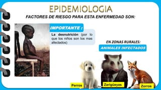 IMPORTANTE :
FACTORES DE RIESGO PARA ESTA ENFERMEDAD SON:
La desnutrición (por lo
que los niños son los mas
afectados)
ANIMALES INFECTADOS
EN ZONAS RURALES:
Zarigüeyas Zorros
Perros
 