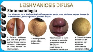 Sintomatología
Los síntomas de la leishmaniosis difusa pueden variar y ser similares a otras formas de
leishmaniosis, pero en general, pueden incluir:
1. Úlceras cutáneas
que son más grandes
que las típicas úlceras
cutáneas observadas
en otras formas de
leishmaniosis.
2.Piel engrosada,
enrojecida o
inflamada.
3.Lesiones en la nariz,
la boca y la garganta,
que pueden llevar a
dificultades
respiratorias o
problemas para tragar.
4.Complicaciones
sistémicas en
personas con
sistemas
inmunitarios
comprometidos.
 