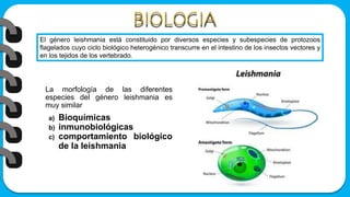 La morfología de las diferentes
especies del género leishmania es
muy similar
a) Bioquímicas
b) inmunobiológicas
c) comportamiento biológico
de la leishmania
El género leishmania está constituido por diversos especies y subespecies de protozoos
flagelados cuyo ciclo biológico heterogénico transcurre en el intestino de los insectos vectores y
en los tejidos de los vertebrado.
 