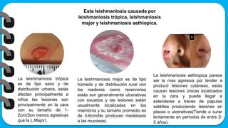 Esta leishmaniosis causada por
leishmaniosis trópica, leishmaniosis
major y leishmaniosis aethiopica.
La leishmaniosis trópica
es de tipo seco y de
distribución urbana, estás
afectan principalmente a
niños las lesiones son
principalmente en la cara
con su tamaño de 1-
2cm(Son menos agresivas
que la L.Major).
La leishmaniosis major es de tipo
húmedo y de distribución rural con
los roedores como reservorios
estás son generalmente ulcerativas
con exuados y las lesiones están
usualmente localizadas en los
miembros y su tamaño promedio es
de 3-6cm(No producen metástasis
a las mucosas).
La leishmaniosis aethiopica parece
ser la mas agresiva por tender a
producir lesiones cutáneas, estás
causan lesiones únicas localizados
en la cara y puede llegar a
extenderse a través de papulas
satélites produciendo lesiones en
placas o ulcerativas(Tiende a curar
lentamente en períodos de entre 2-
5 años).
 
