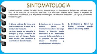 La leishmaniosis cutánea del Viejo Mundo se caracteriza por la presencia de lesiones cutáneas en el
sitio de la picadura del mosquito infectado. Los síntomas pueden variar según la especie de
Leishmania involucrada y la respuesta inmunológica del individuo infectado. Los signos y síntomas
típicos incluyen:
1. Úlcera cutánea: Se forma una
úlcera cutánea en el lugar de la
picadura del mosquito.
La úlcera puede ser pequeña al
principio y luego aumentar de
tamaño con el tiempo. Puede
tener bordes bien definidos y
estar rodeada de inflamación.
2. Lesiones en la mucosa: En
algunas formas de
leishmaniasis cutánea del Viejo
Mundo, la infección puede
extenderse a las membranas
mucosas de la nariz, la boca o
la garganta, lo que puede
causar lesiones y
complicaciones adicionales.
3. Comezón y dolor: La
lesión cutánea puede
causar picazón y dolor.
 