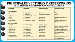 ESPECIES VECTOR RESERVORIO DISTRIBUCIÓN
VIEJO MUNDO
L. donovani
L. infantum
L. major
L. tropica
L. aethiopica
NUEVO MUNDO
L. chagasi
L. mexicana
L. braziliensis
L. guyanensis
L. peruviana
L. paramensis
L. amazoniensis
P. argentipes
P. orientales
P. pernicious, P. ariasi
P. papatasi
P. sergenti
P. longipes, P. pedifer
Lu. lomgipalpis
Lu. olmeca
Psy. wellcomi
Lu. umbralitis
Lu. peruensis
Lu. verrucarum
Lu. trapidoi
Lu. flaviscutellata
Humanos
Roedores, caninos
Roedores
Roedores
Roedores
Zorros, perros
Marsupiales
Roedores
Roedores
Mamíferos
Roedores
Mamíferos
Roedores
Asia
África
Mediterráneo, África y
Asia
Mediterráneo, Asia
Etiopía, Kenia
Brasil, América del Sur
América Central
Yucatán, Guatemala
América del Sur y Central
América del Sur
Perú
América Central y del Sur
América del Sur
PRINCIPALES VECTORES Y RESERVORIOS
DE LAS ESPECIES DE LEISMANIA DE IMPORTANCIA CLINICA
 