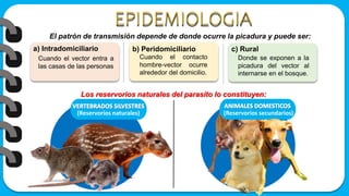 El patrón de transmisión depende de donde ocurre la picadura y puede ser:
a) Intradomiciliario b) Peridomiciliario c) Rural
Cuando el vector entra a
las casas de las personas
Cuando el contacto
hombre-vector ocurre
alrededor del domicilio.
Donde se exponen a la
picadura del vector al
internarse en el bosque.
(Reservorios naturales) (Reservorios secundarios)
Los reservorios naturales del parasito lo constituyen:
 