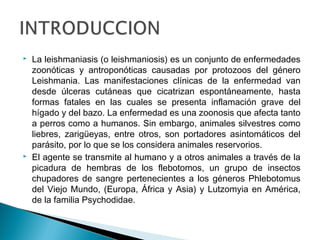  La leishmaniasis (o leishmaniosis) es un conjunto de enfermedades
zoonóticas y antroponóticas causadas por protozoos del género
Leishmania. Las manifestaciones clínicas de la enfermedad van
desde úlceras cutáneas que cicatrizan espontáneamente, hasta
formas fatales en las cuales se presenta inflamación grave del
hígado y del bazo. La enfermedad es una zoonosis que afecta tanto
a perros como a humanos. Sin embargo, animales silvestres como
liebres, zarigüeyas, entre otros, son portadores asintomáticos del
parásito, por lo que se los considera animales reservorios.
 El agente se transmite al humano y a otros animales a través de la
picadura de hembras de los flebotomos, un grupo de insectos
chupadores de sangre pertenecientes a los géneros Phlebotomus
del Viejo Mundo, (Europa, África y Asia) y Lutzomyia en América,
de la familia Psychodidae.
 
