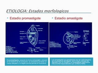 El promastigote, presente de forma extracelular y ubicado
en el intestino de los mosquitos, se caracteriza por tener un
cuerpo alargado y un flagelo que les permite el movimiento
Los amastigotes se caracterizan por ser redondeados,
sin la presencia del flagelo, de 2 a 4μm (micras) de
diámetro con un núcleo y un kinetoplasto (estructura
mitocondrial especializada que contiene ADN).
 Estadío promastigote  Estadío amastigote
 