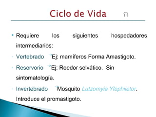  Requiere los siguientes hospedadores
intermediarios:
- Vertebrado Ej: mamíferos Forma Amastigoto.
- Reservorio Ej: Roedor selvático. Sin
sintomatología.
- Invertebrado Mosquito Lutzomyia Ylephiletor.
Introduce el promastigoto.
 