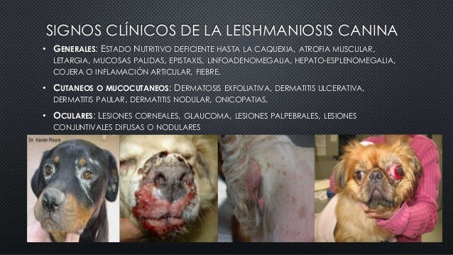Resultado de imagen de leishmaniasis perro