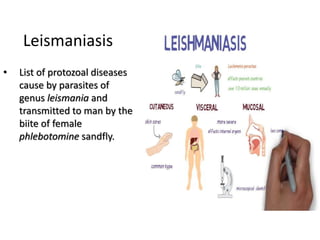 • List of protozoal diseases
cause by parasites of
genus leismania and
transmitted to man by the
biite of female
phlebotomine sandfly.
Leismaniasis
 