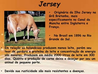Jersey
• Originária da Ilha Jersey na
Grã Bretanha, mais
especificamente no Canal da
Mancha entre Inglaterra e
França.
• No Brasil em 1896 no Rio
Grande do Sul.
• Em relação as holandesas produzem menos leite, porém seu
teor de gordura e proteína do leite e concentração de energia
são maiores. Produzem em média 2000 litros de leite em 300
dias. Quanto a produção de carne deixa a desejar por seu um
animal de pequeno porte.
• Devido sua rusticidade são mais resistentes a doenças.
 