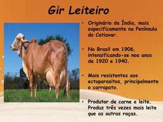 Gir Leiteiro
• Originário da Índia, mais
especificamente na Península
do Catiavar.
• No Brasil em 1906,
intensificando-se noa anos
de 1920 e 1940.
• Mais resistentes aos
ectoparasitos, principalmente
o carrapato.
• Produtor de carne e leite.
Produz três vezes mais leite
que as outras raças.
 