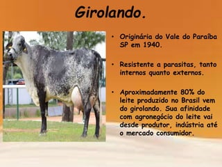 Girolando.
• Originária do Vale do Paraíba
SP em 1940.
• Resistente a parasitas, tanto
internos quanto externos.
• Aproximadamente 80% do
leite produzido no Brasil vem
do girolando. Sua afinidade
com agronegócio do leite vai
desde produtor, indústria até
o mercado consumidor.
 