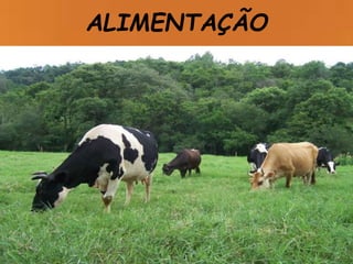 ALIMENTAÇÃO
 