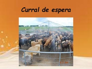 Curral de espera
 