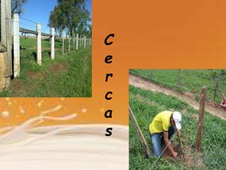 C
e
r
c
a
s
 