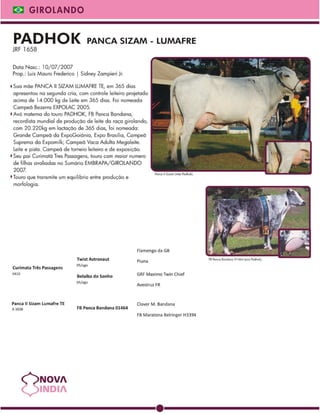 Raçadores Girolando para leite 2009 